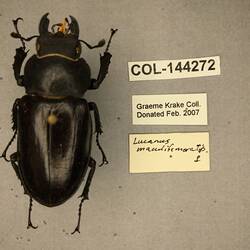 Shiny brown beetle specimen with large mandibles, pinned next to text labels.