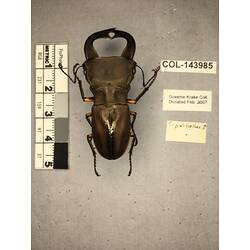 Dorsal view of pinned beetle specimen with labels.