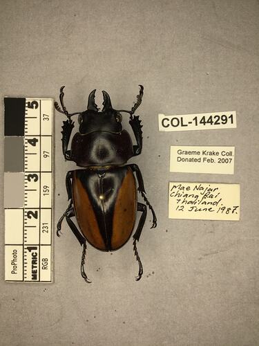 Shiny brown beetle specimen with large mandibles, pinned next to text labels.