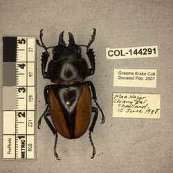 Shiny brown beetle specimen with large mandibles, pinned next to text labels.