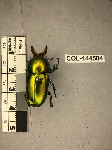 Shiny green beetle specimen with large mandibles, pinned next to text labels.