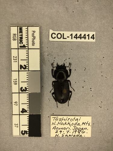 Dorsal view of pinned beetle specimen with labels.
