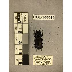 Dorsal view of pinned beetle specimen with labels.