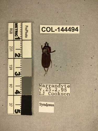 Dorsal view of pinned beetle specimen with labels.