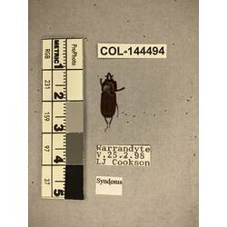 Dorsal view of pinned beetle specimen with labels.