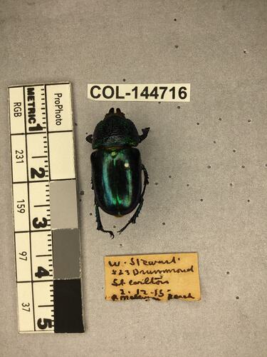 Shiny brown beetle specimen with large mandibles, pinned next to text labels.