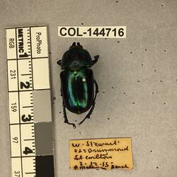 Shiny brown beetle specimen with large mandibles, pinned next to text labels.