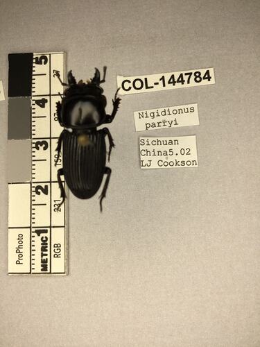 Shiny brown beetle specimen with large mandibles, pinned next to text labels.