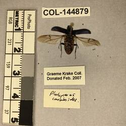 Shiny brown beetle specimen with large mandibles, pinned next to text labels.