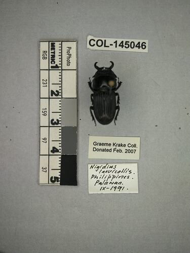 Shiny brown beetle specimen with large mandibles, pinned next to text labels.