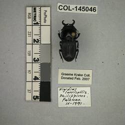 Shiny brown beetle specimen with large mandibles, pinned next to text labels.