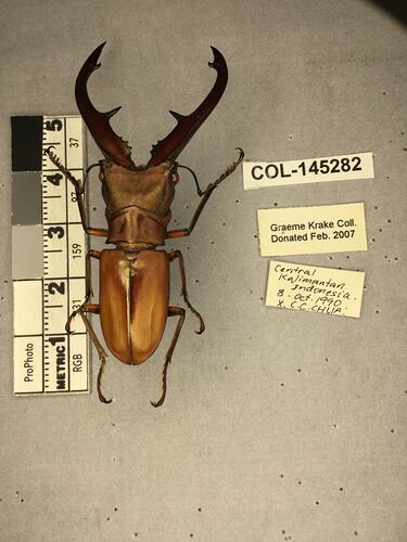 Shiny brown beetle specimen with large mandibles, pinned next to text labels.