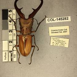 Shiny brown beetle specimen with large mandibles, pinned next to text labels.
