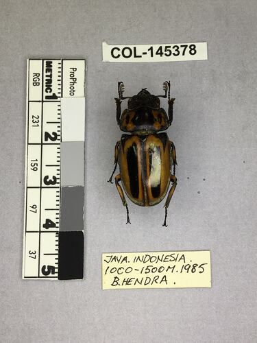 Shiny brown beetle specimen with large mandibles, pinned next to text labels.