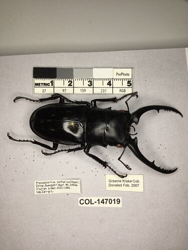 Shiny brown beetle specimen with large mandibles, pinned next to text labels.