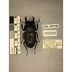 Dorsal view of pinned beetle specimen with labels.