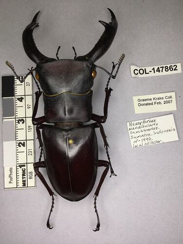 Shiny brown beetle specimen with large mandibles, pinned next to text labels.