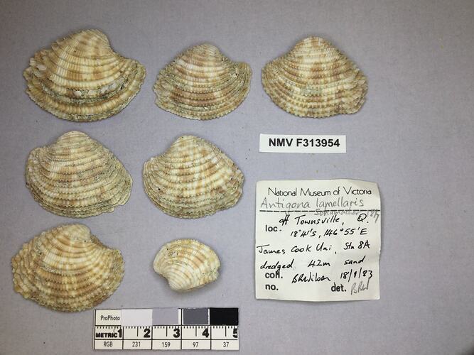 Dry Venus Clam shells beside labels.