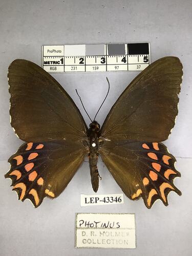 Pinned butterfly specimen beside label.