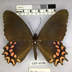 Pinned butterfly specimen beside label.