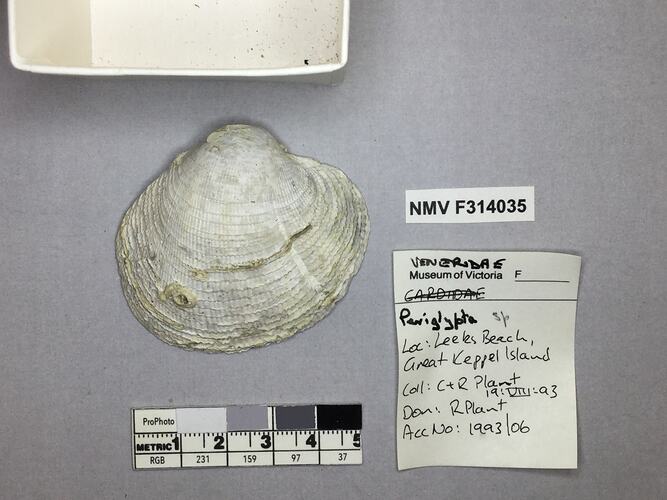 Dry Venus Clam shell beside labels.