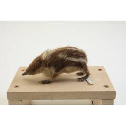 <em>Hemicentetes semispinosus</em>, Lowland Streaked Tenrec. [C 30196]