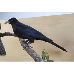 <em>Eudynamys orientalis cyanocephalus</em>, Eastern Koel. [9468]