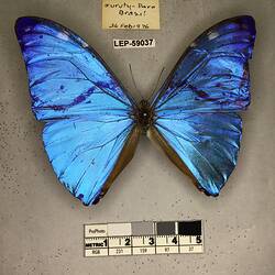 Pinned butterfly specimen beside label.