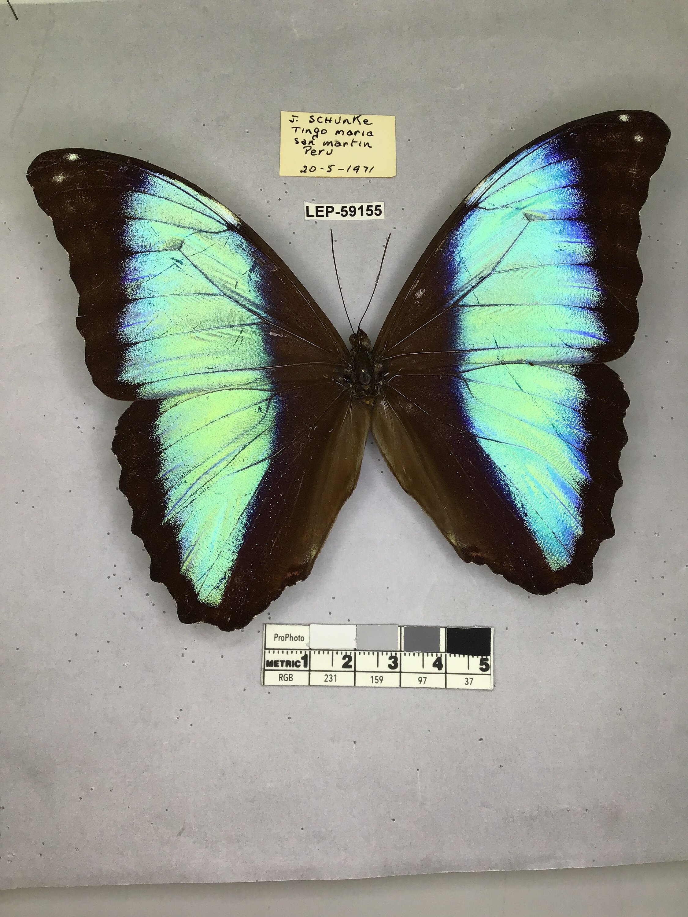 Morpho deidamia (Hubner, 1816)