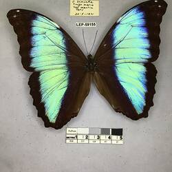 Pinned butterfly specimen beside label.
