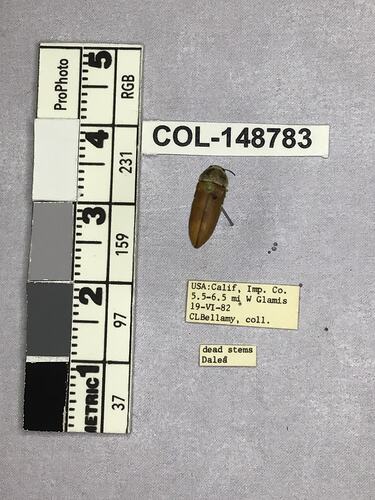 Dorsal view of pinned beetle specimen with labels.