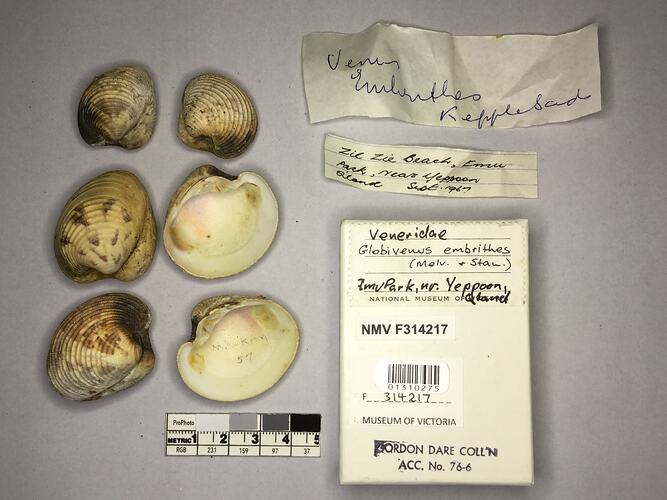 Dry Venus Clam shells beside labels.