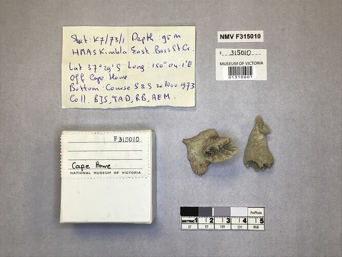 Dry stony coral specimens beside labels.