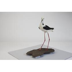 <em>Himantopus himantopus leucocephalus</em>, Black-winged Stilt. [B 32995]