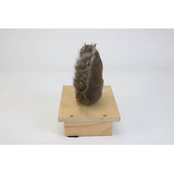 <em>Sciurotamias davidianus</em>, Père David's Rock Squirrel. [C 23782]