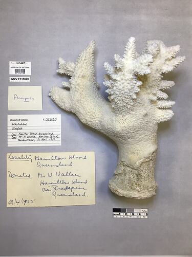 Dry stony coral specimen beside labels.