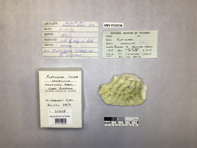 Dry coral specimen beside labels.
