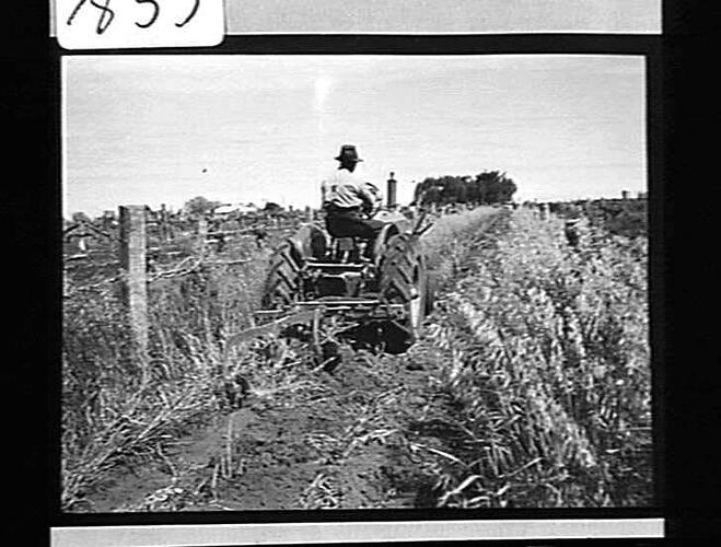 `SUNHANDLIFT' (3 FURROW) & TOOL BAR PLOUGHING IN CLOVER-CROP: T. REDDICK, RED CLIFFS: OCT 1942