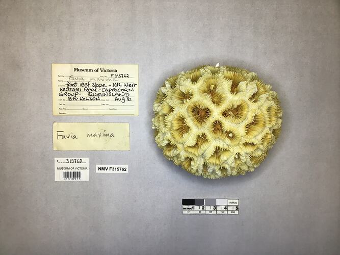 Dry stony coral specimen beside labels.
