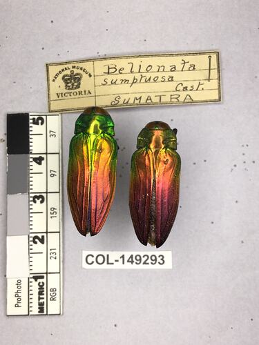 Dorsal view of pinned beetle specimens with labels.