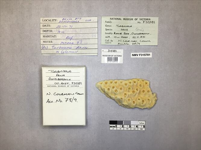 Dry stony coral specimen beside labels.
