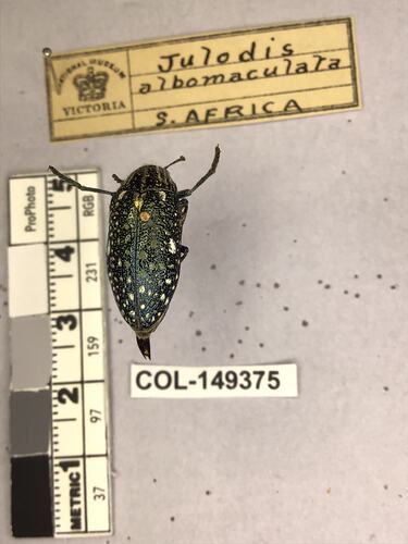 Dorsal view of pinned beetle specimen with labels.