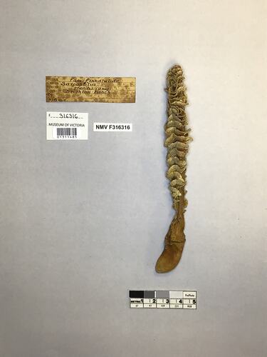 Dry sea pen specimen beside labels.