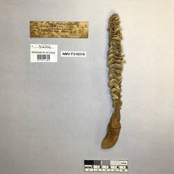 Dry sea pen specimen beside labels.