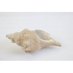 <em>Penion maximus</em>, giant whelk. [J 73847.1]