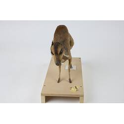 <em>Tragulus napu</em>, Greater Mouse-deer. [C 30638]