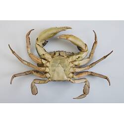 <em>Carcinus maenas</em>, European Shore Crab. [J 20921]