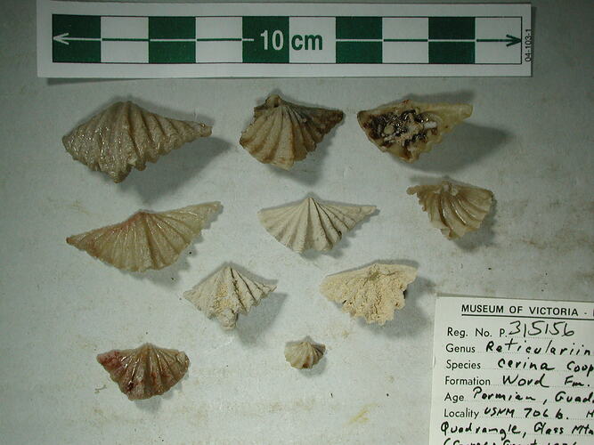 Ten fossil brachiopods beside scale bar.