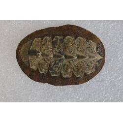 <em>Plaxiphora Plaxiphora albida</em>, chiton. [F 20183]