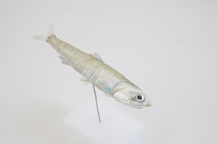 <em>Engraulis australis</em>, Australian Anchovy, model. [A 31384-006]